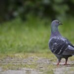 Prefeitura de Ibiporã alerta para riscos causados por pombos e reforça importância da conscientização da população