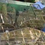 Mais de 100 aves silvestres são apreendidas após uma operação em Rolândia