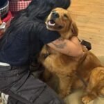 Juiz nega prisão preventiva de agressor do animal em Londrina