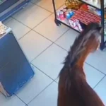 Cavalo entra em padaria de Apucarana que vende morango do amor