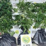 Polícia Militar apreende cinco pés de maconha em casa na zona norte de Londrina