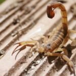 Com aumento de acidentes com escorpiões, Prefeitura de Ibiporã orienta população