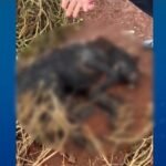 Homem é preso após matar cachorro a facadas e atear fogo no animal em Cambará
