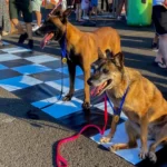 “Cãominhada” em Shopping da Zona Norte de Londrina tem corrida pet