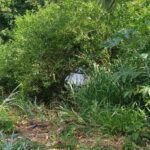 Carro cai de ribanceira após cachorro acidentalmente engatar ré na zona sul de Londrina