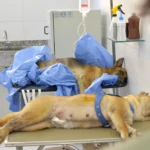 Com vagas preenchidas, mutirão de castração de cães e gatos ocorre na próxima semana em Ibiporã