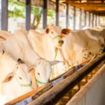 ExpoLondrina 2026 deve reunir mais de 4 mil bovinos e estreia raça Texas Longhorn