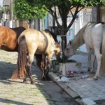 Prefeitura promove leilão de éguas e cavalos recolhidos nas ruas de Ibiporã