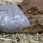 Jacaré de 1,40 metro é resgatado em represa entre Londrina e Sertanópolis