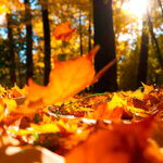 Outono começa na sexta com chuva acima da média e mais dias com amplitude térmica
