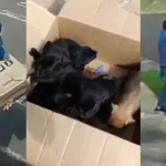 Câmera flagra homem abandonando seis filhotes em lixeira