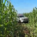 Carro invade milharal e motorista é encontrado morto em Ibiporã
