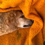 Polícia Civil investiga abandono de cão ferido em Jataizinho